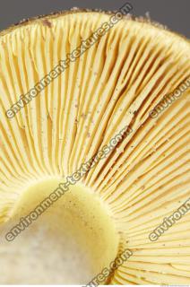 Photo Texture of Mushroom 0018